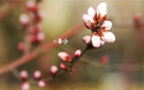 燕归处莫相逢,一场跨越时空的邂逅